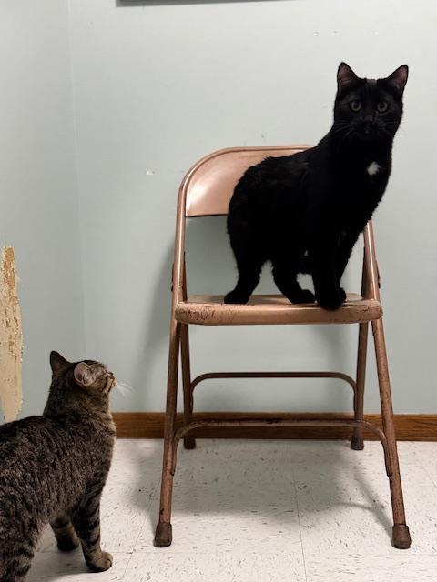 Enlarge Merlin, a Adoptable Domestic Short Hair in Hutchinson, MN image 3/4