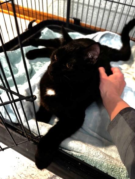 Merlin, a Adoptable Domestic Short Hair in Hutchinson, MN image 3/5