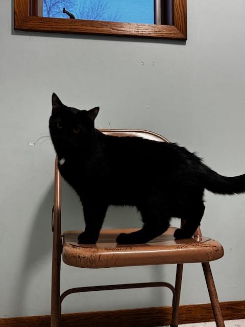 Enlarge Merlin, a Adoptable Domestic Short Hair in Hutchinson, MN image 4/4