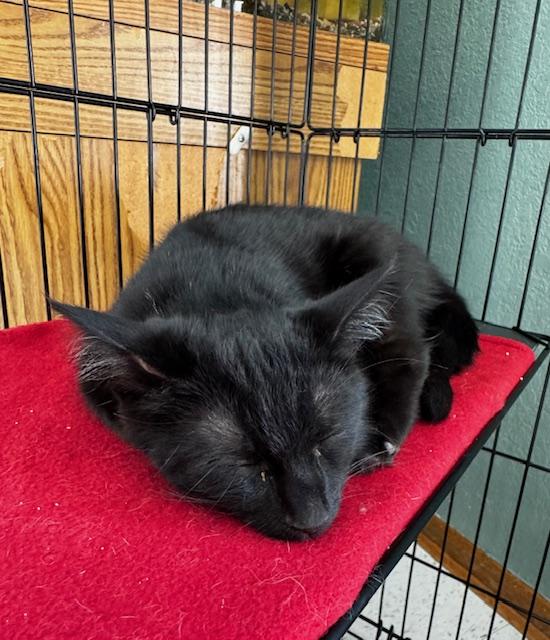 Merlin, a Adoptable Domestic Short Hair in Hutchinson, MN image 5/5