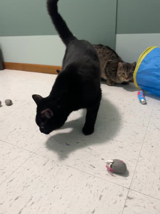 Enlarge Merlin, a Adoptable Domestic Short Hair in Hutchinson, MN video 2/4