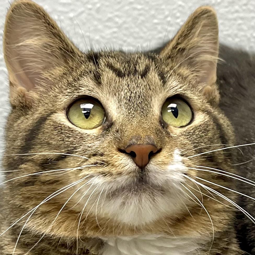 Randy, ADOPTABLE, Kitten Male Domestic Short Hair & Tabby.