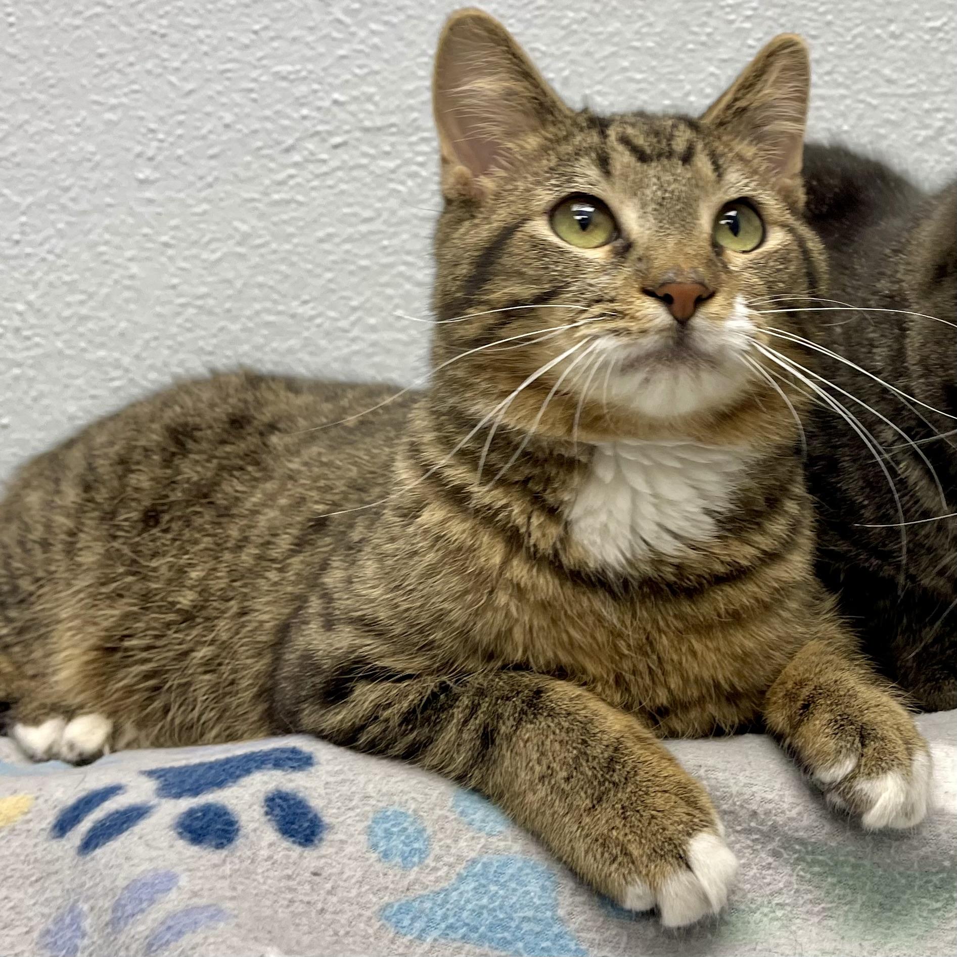 Enlarge Randy, a ADOPTABLE mixed breed in Racine, WI image 3/5