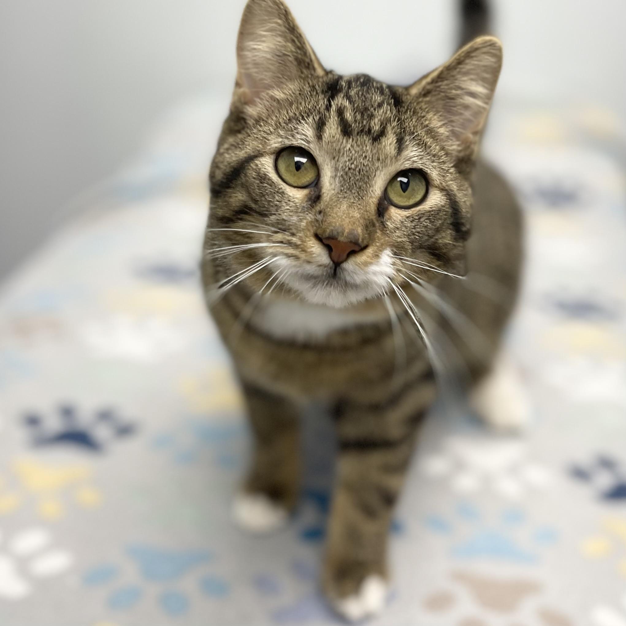 Enlarge Randy, a ADOPTABLE mixed breed in Racine, WI image 4/5