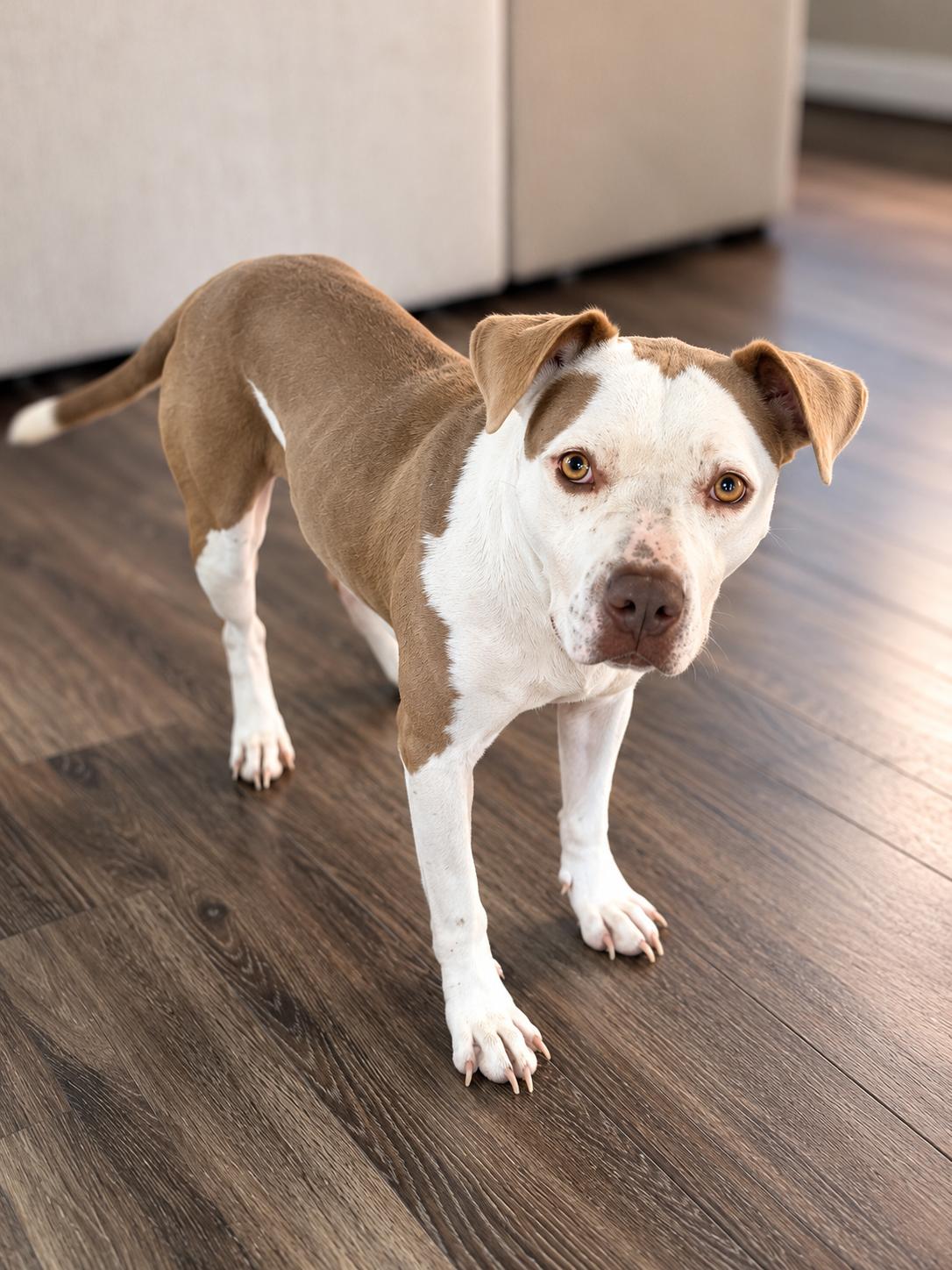 Enlarge Princess, a Adoptable American Staffordshire Terrier in Williamsport, PA image 3/6