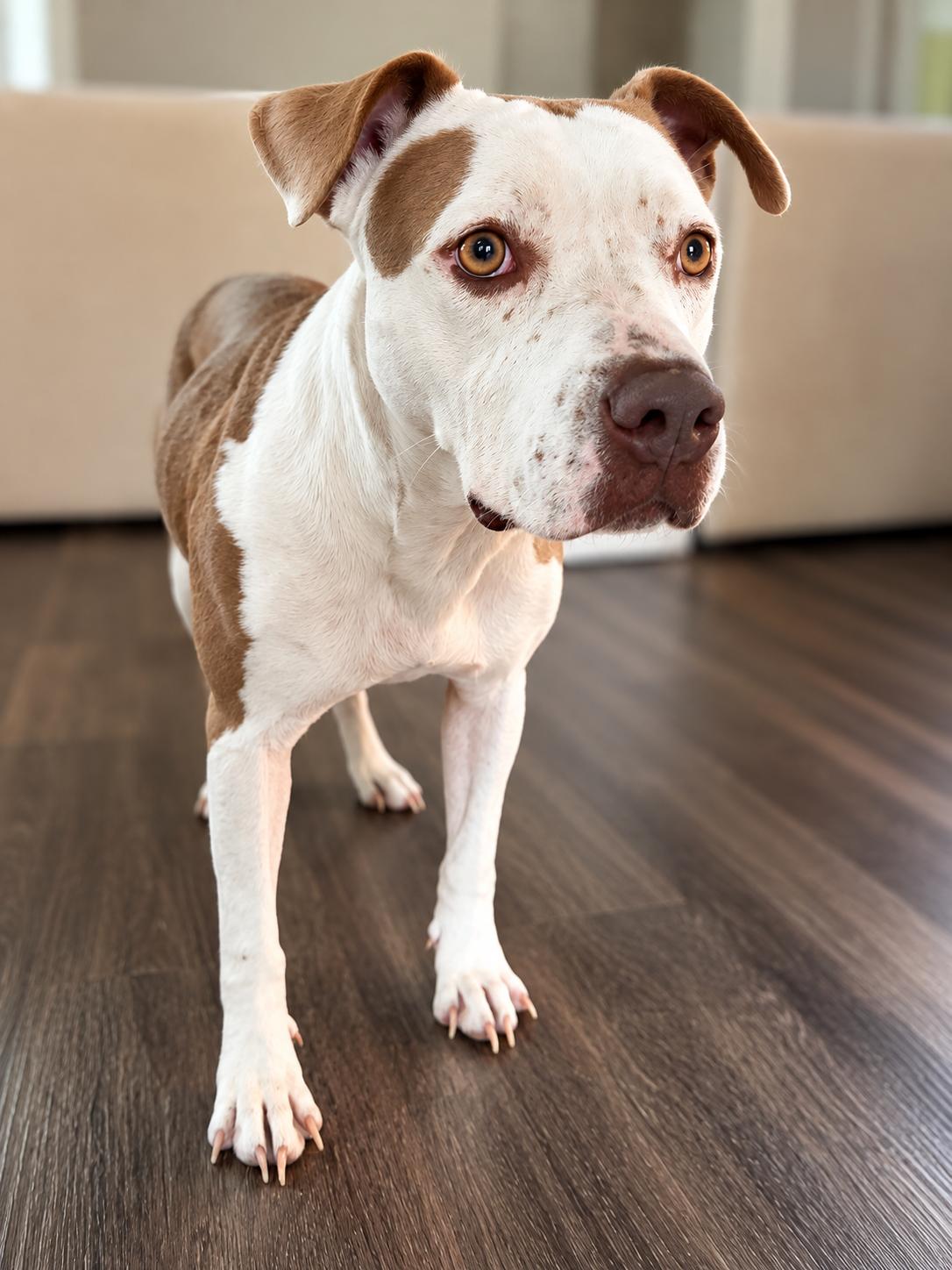 Enlarge Princess, a Adoptable American Staffordshire Terrier in Williamsport, PA image 4/6