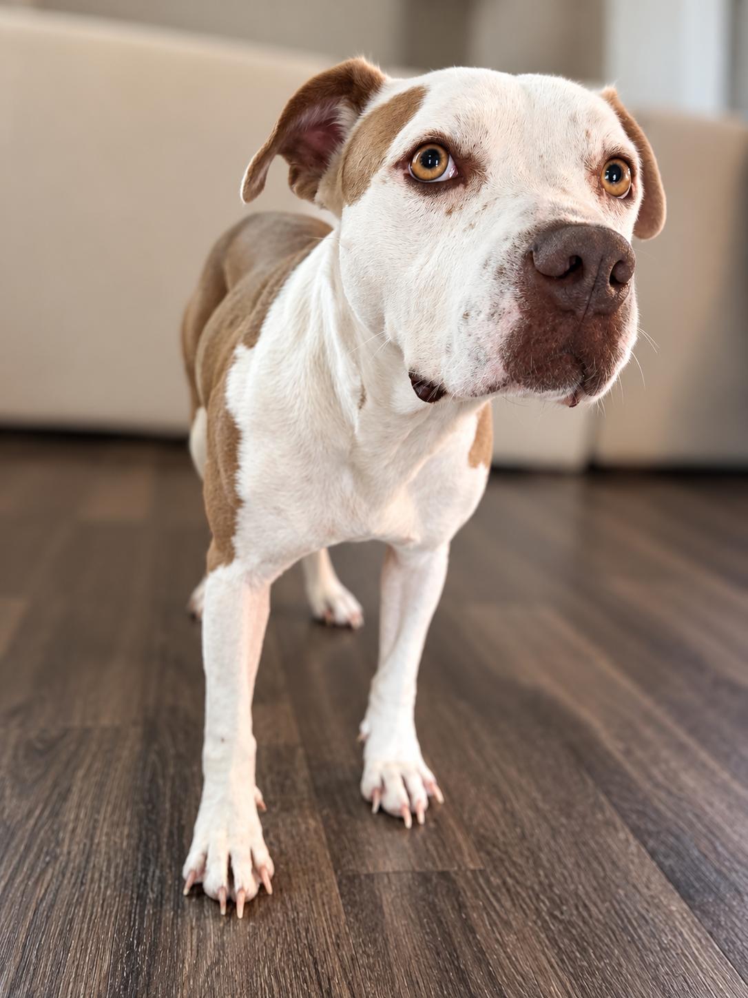 Enlarge Princess, a Adoptable American Staffordshire Terrier in Williamsport, PA image 2/6