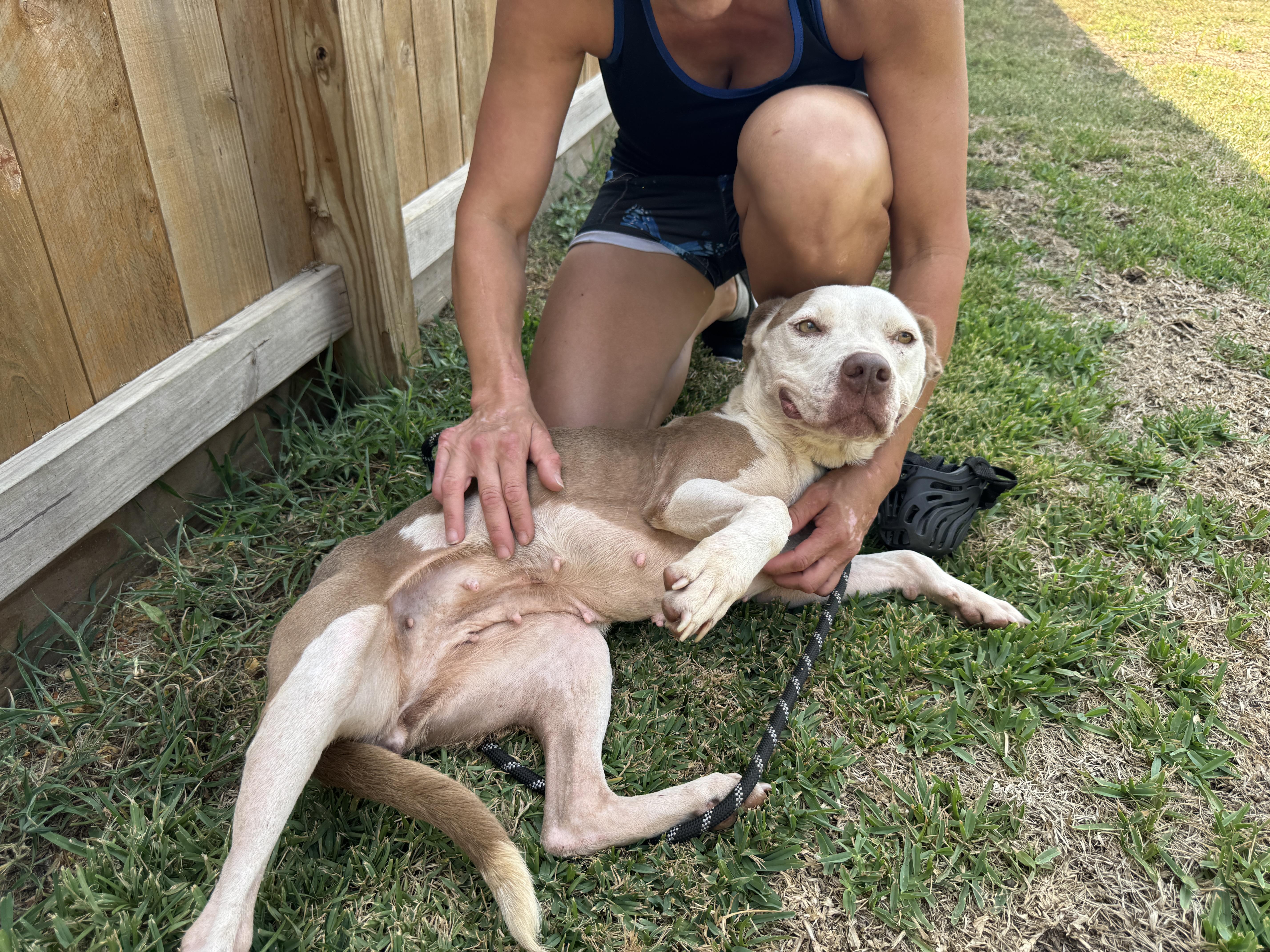 Enlarge Princess, a Adoptable American Staffordshire Terrier in Williamsport, PA image 5/6