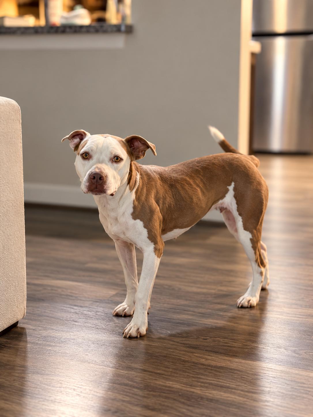 Princess, Adoptable, Young Female American Staffordshire Terrier.