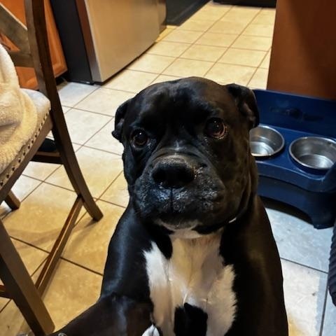 Enlarge Creed, a ADOPTABLE Boxer in Middlesex, NJ image 2/6