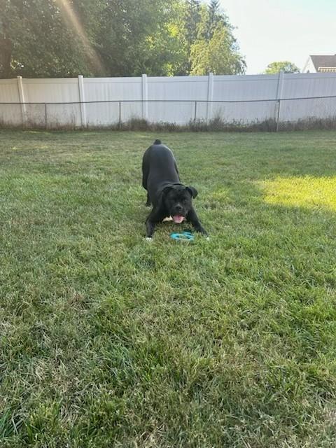 Enlarge Creed - Need Foster - Only Dog, a hold Boxer in Middlesex, NJ image 6/6