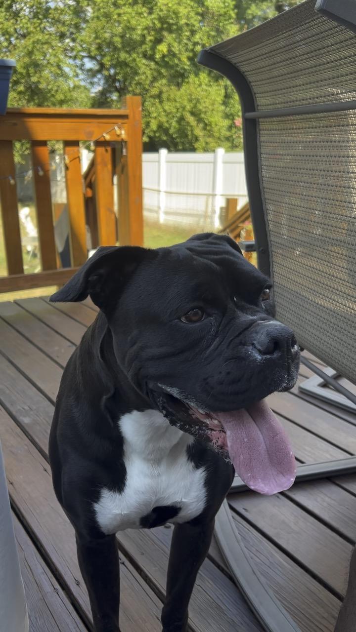 Enlarge Creed, a ADOPTABLE Boxer in Middlesex, NJ image 4/6