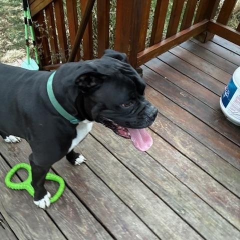 Enlarge Creed, a ADOPTABLE Boxer in Middlesex, NJ image 3/6