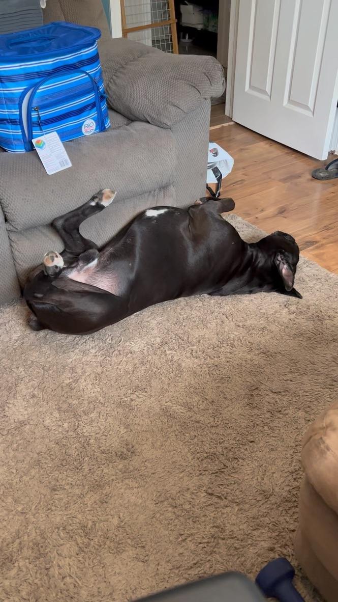 Enlarge Creed, a ADOPTABLE Boxer in Middlesex, NJ image 5/6