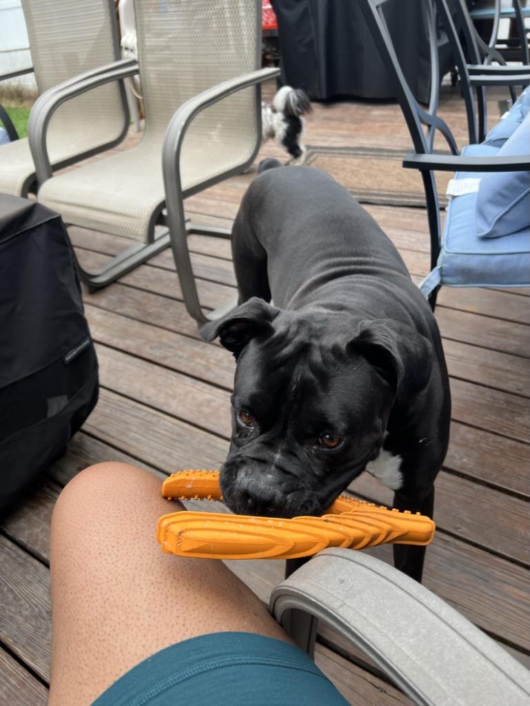 Creed, ADOPTABLE, Adult Male Boxer.