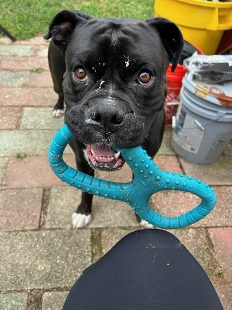 Enlarge Creed - Need Foster - Only Dog, a hold Boxer in Middlesex, NJ image 2/6