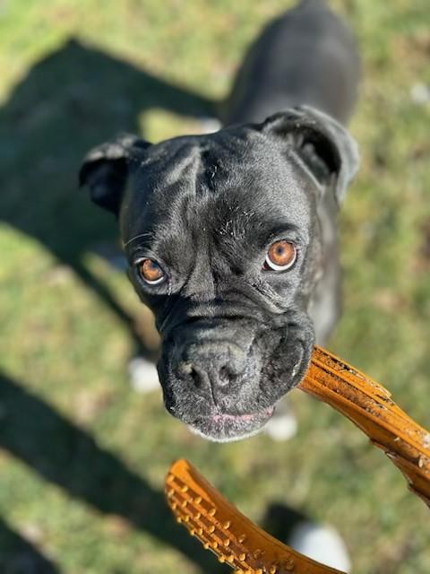 Enlarge Creed - Need Foster - Only Dog, a hold Boxer in Middlesex, NJ image 1/6