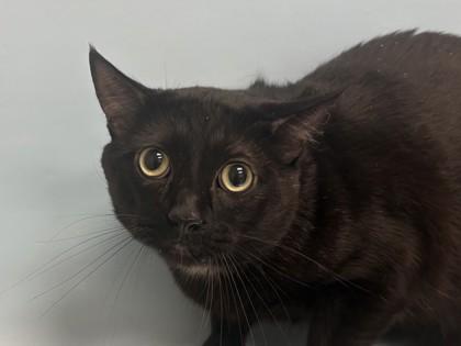Enlarge Niles, a Adoptable mixed breed in Woodbury, MN image 1/1