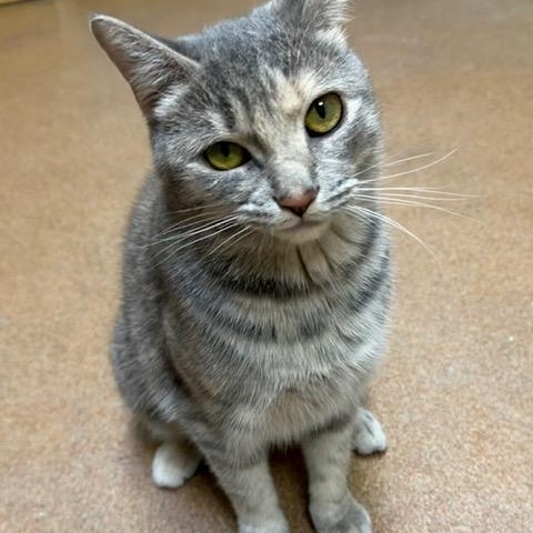 Enlarge Papyrus, a ADOPTABLE Domestic Short Hair in Norwalk, CT image 2/4