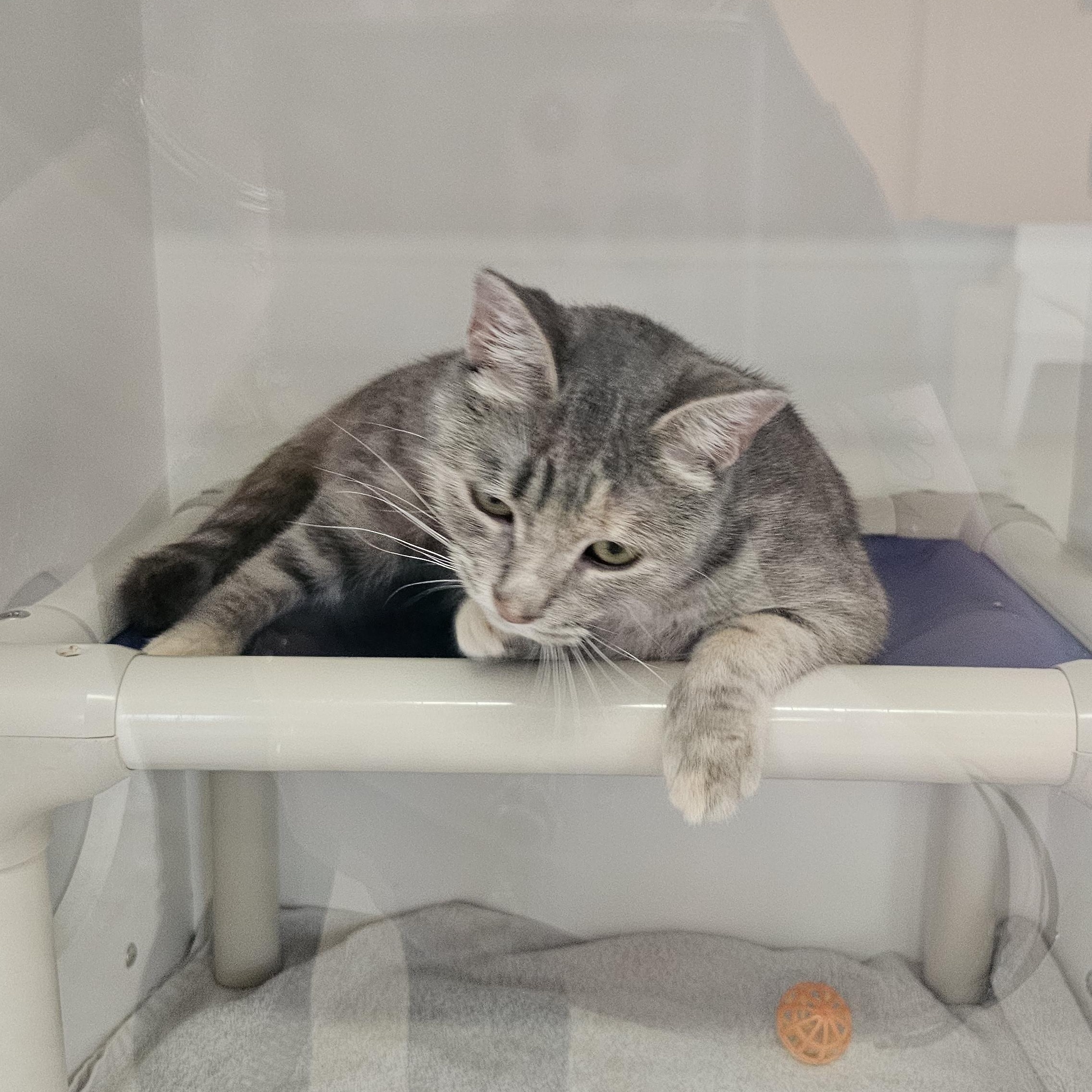 Enlarge Papyrus, a ADOPTABLE Domestic Short Hair in Norwalk, CT image 4/4