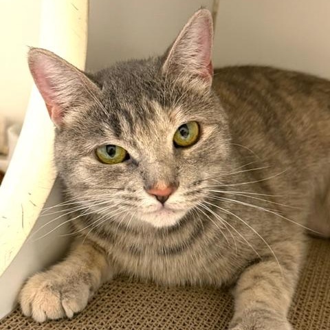 Enlarge Papyrus, a ADOPTABLE Domestic Short Hair in Norwalk, CT image 1/4