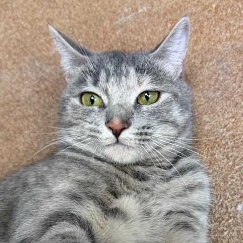 Enlarge Papyrus, a ADOPTABLE Domestic Short Hair in Norwalk, CT image 3/4
