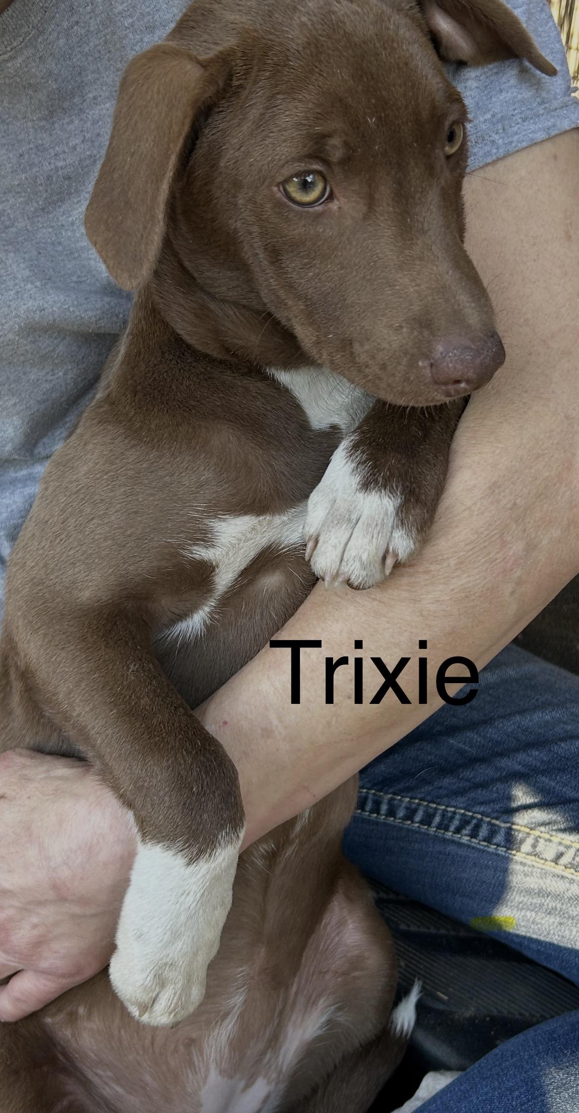 Trixie