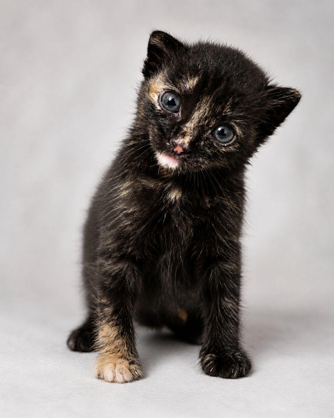 Enlarge Negris , a ADOPTABLE Tortoiseshell in Miami, FL image 1/1