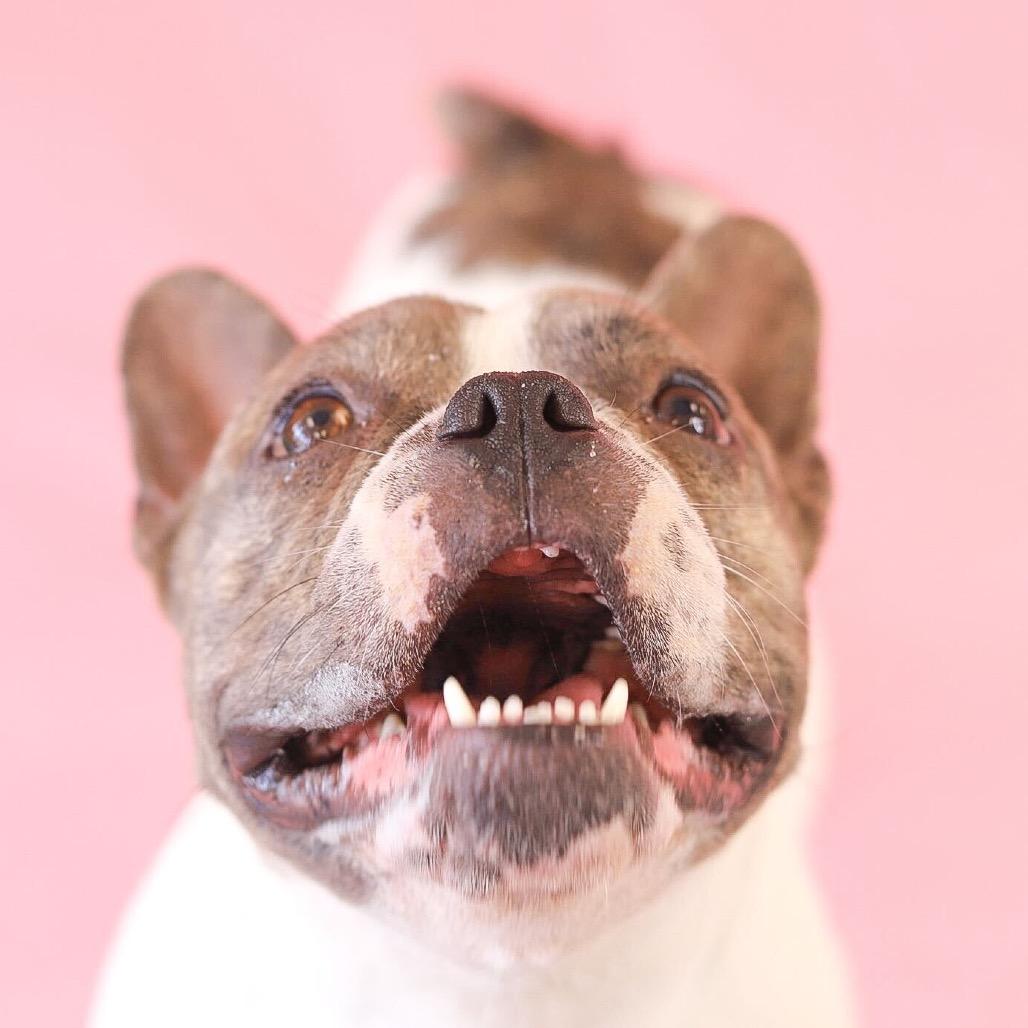 Dior, Adoptable, Adult Female French Bulldog & English Bulldog.