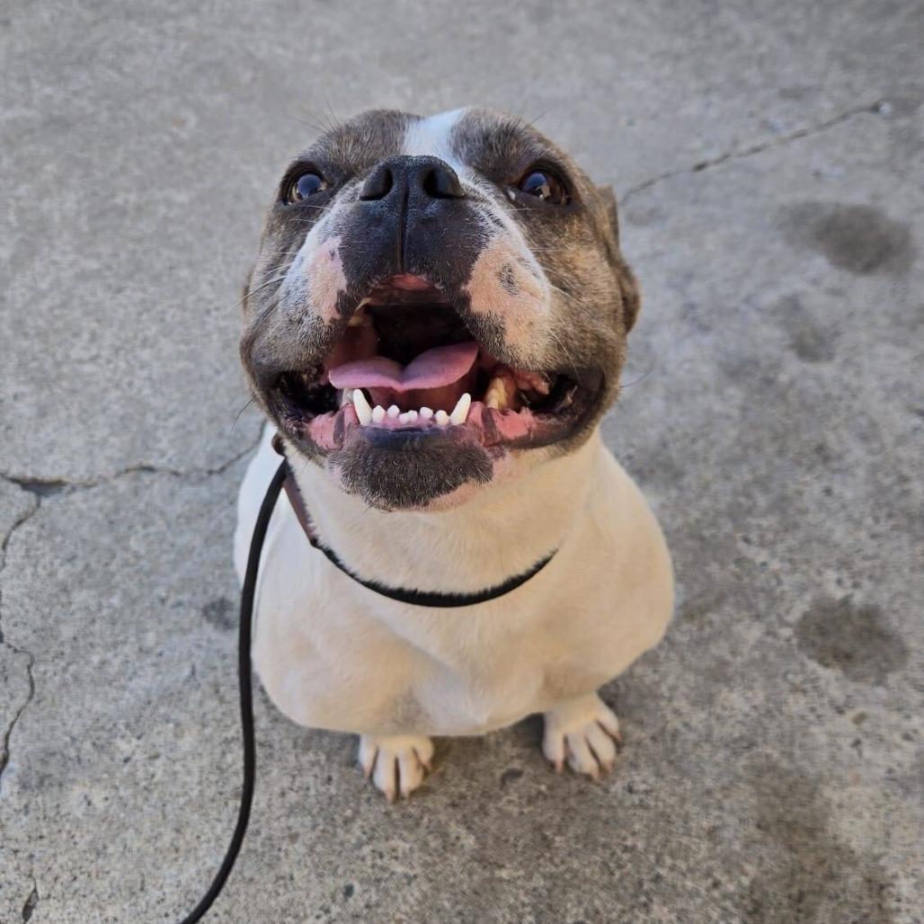 Dior, a Adoptable mixed breed in Turlock, CA image 2/6