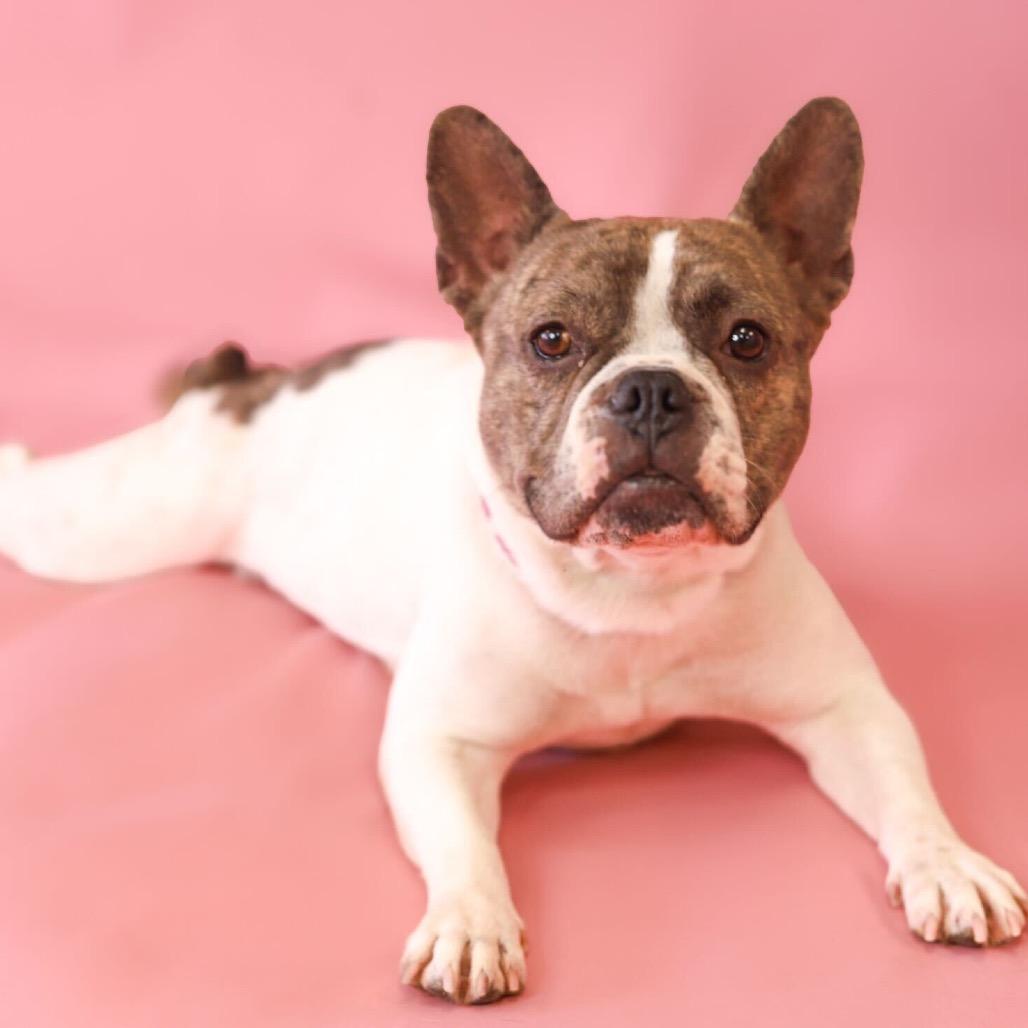 Dior, a Adoptable mixed breed in Turlock, CA image 4/6