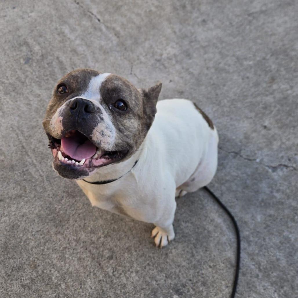 Dior, a Adoptable mixed breed in Turlock, CA image 5/6