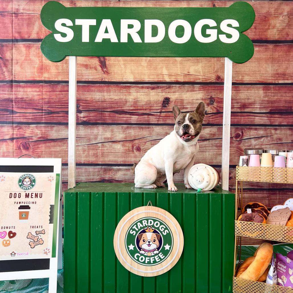 Dior, a Adoptable mixed breed in Turlock, CA image 6/6