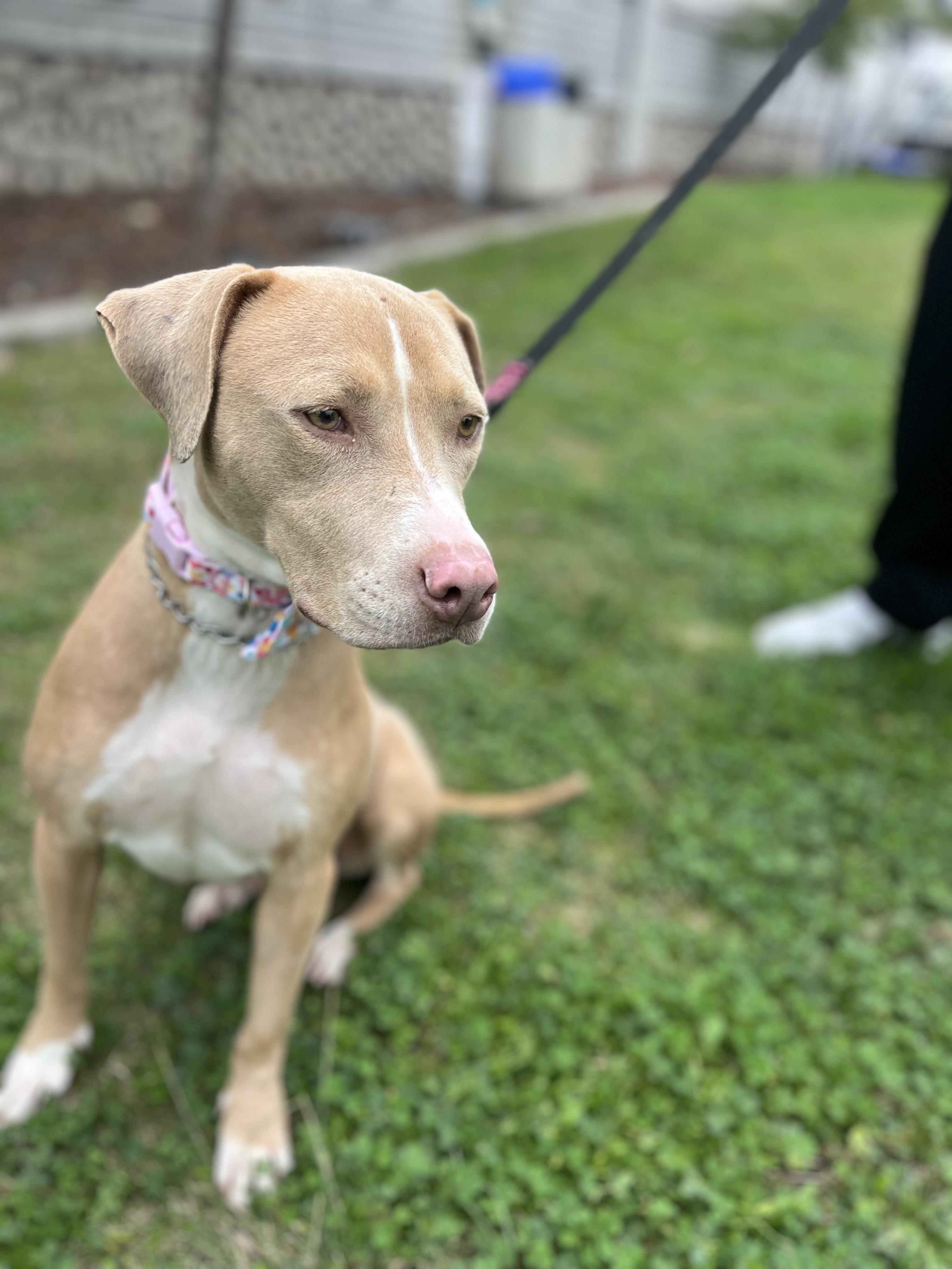 Enlarge Twiggy , a ADOPTABLE Pit Bull Terrier in Poway, CA image 5/5