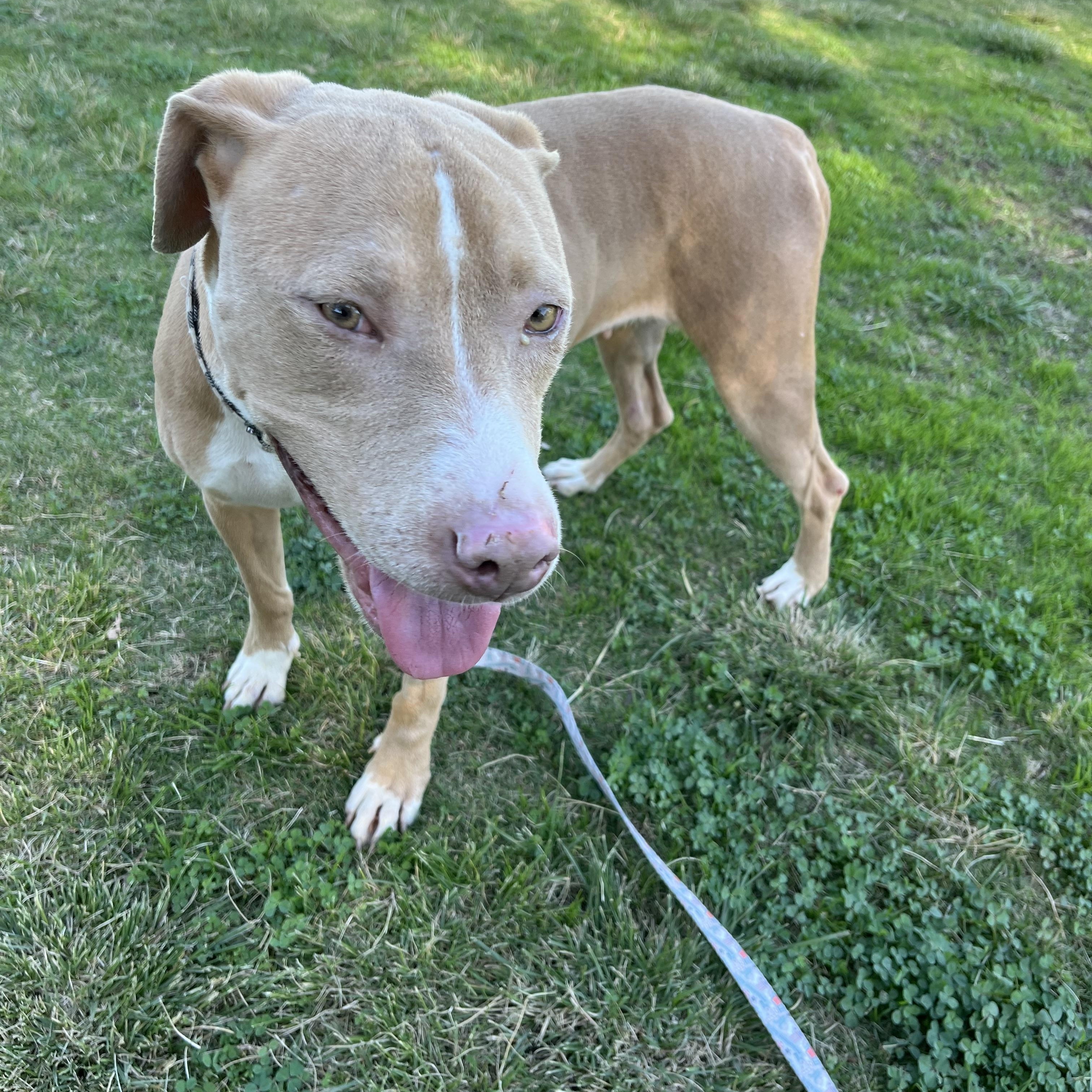 Enlarge Twiggy , a ADOPTABLE Pit Bull Terrier in Poway, CA image 2/2