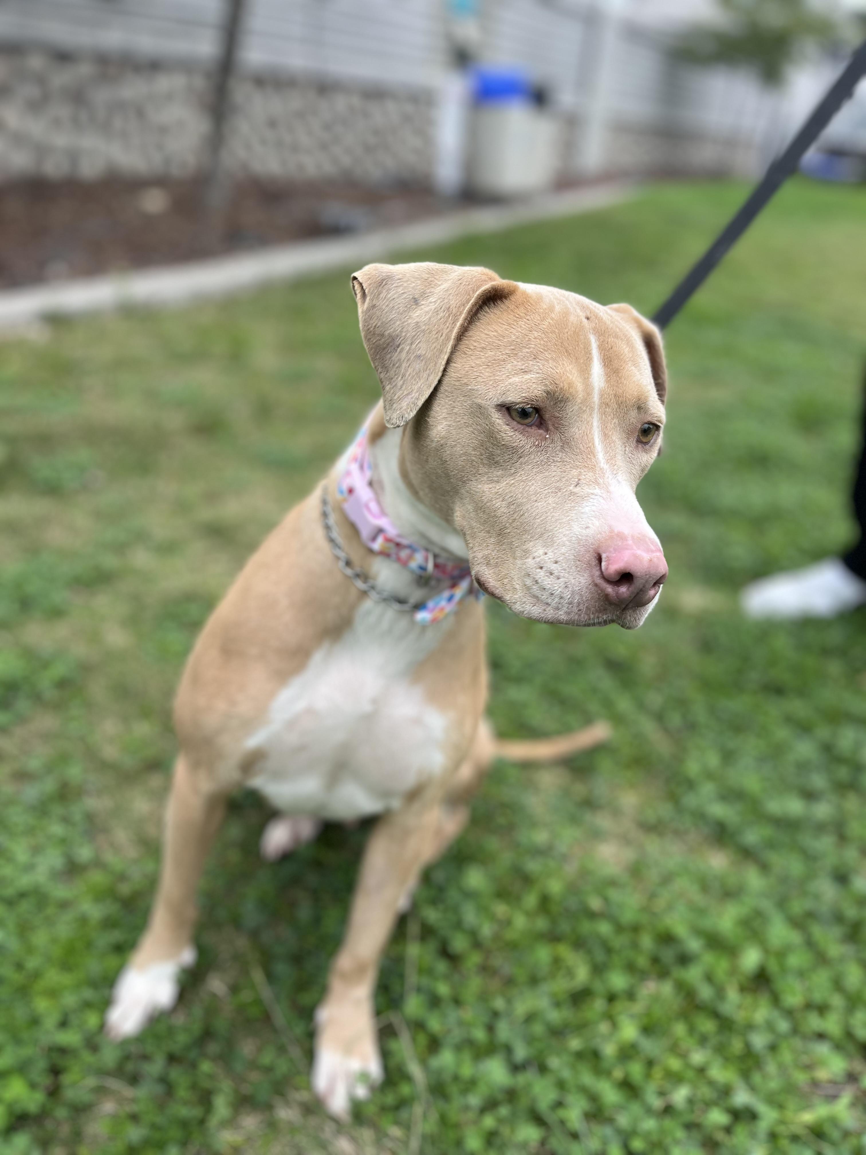 Enlarge Twiggy , a ADOPTABLE Pit Bull Terrier in Poway, CA image 3/5