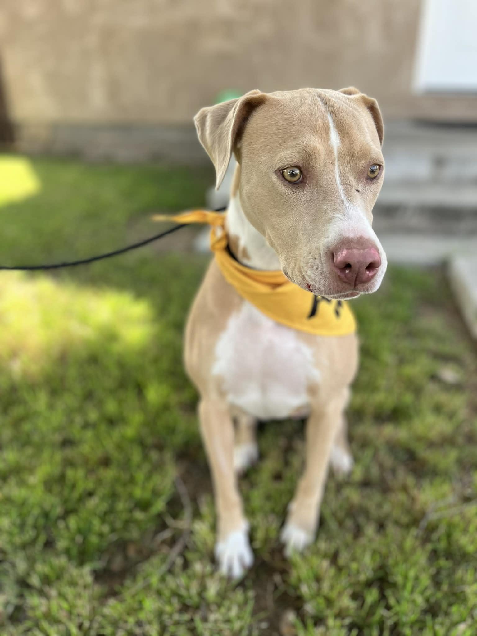 Enlarge Twiggy (Coco), a ADOPTABLE mixed breed in Poway, CA image 3/3