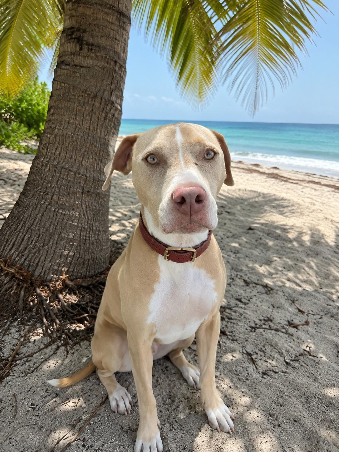Coco, ADOPTABLE, Young Female Pit Bull Terrier.
