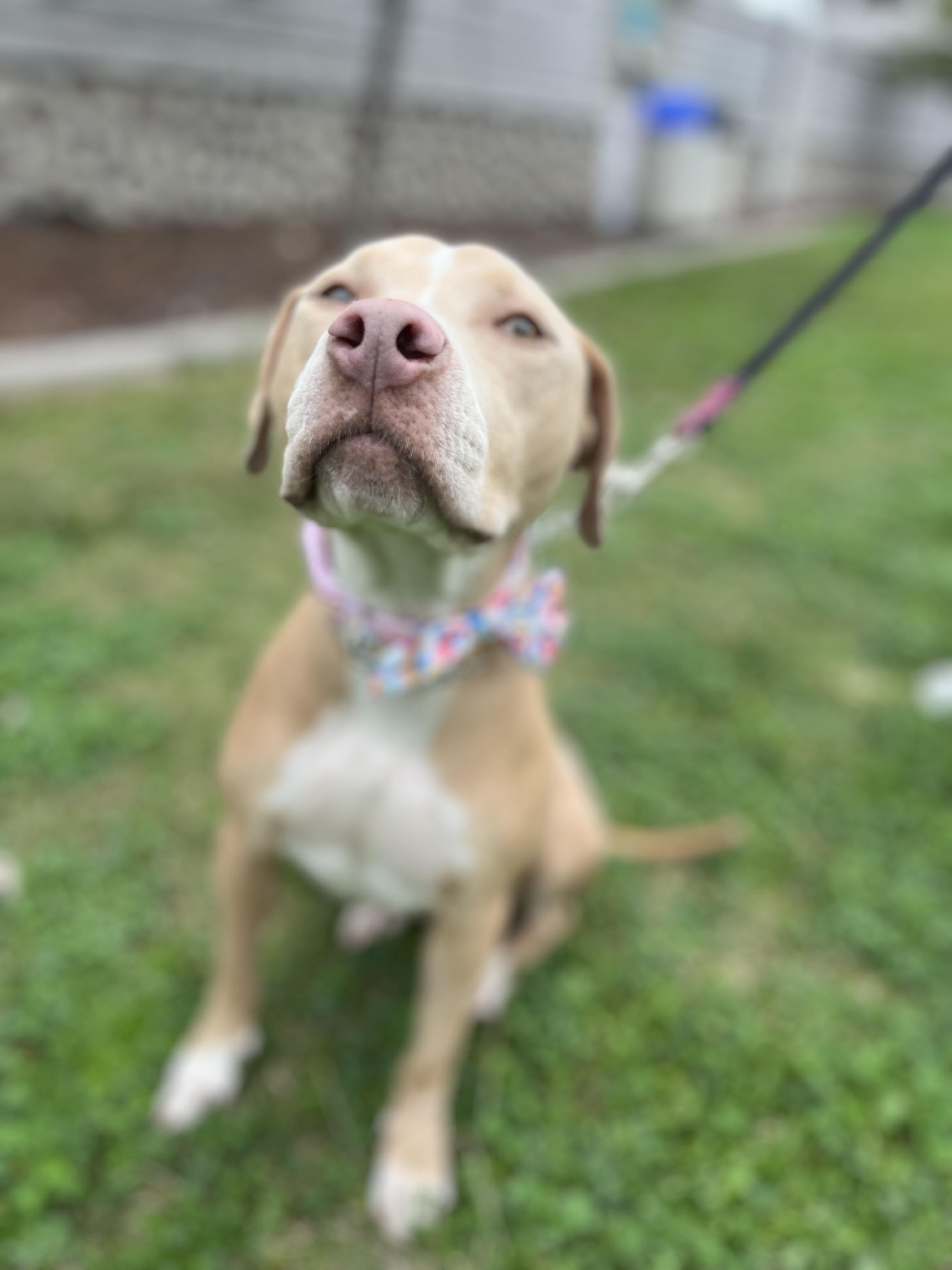 Enlarge Twiggy , a ADOPTABLE Pit Bull Terrier in Poway, CA image 4/5