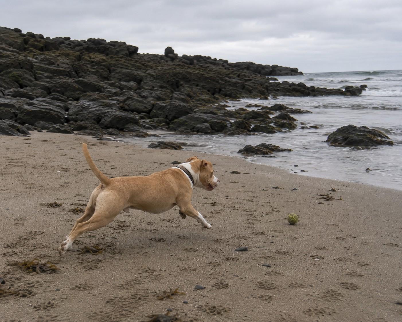 Coco, a ADOPTABLE mixed breed in Poway, CA image 2/3