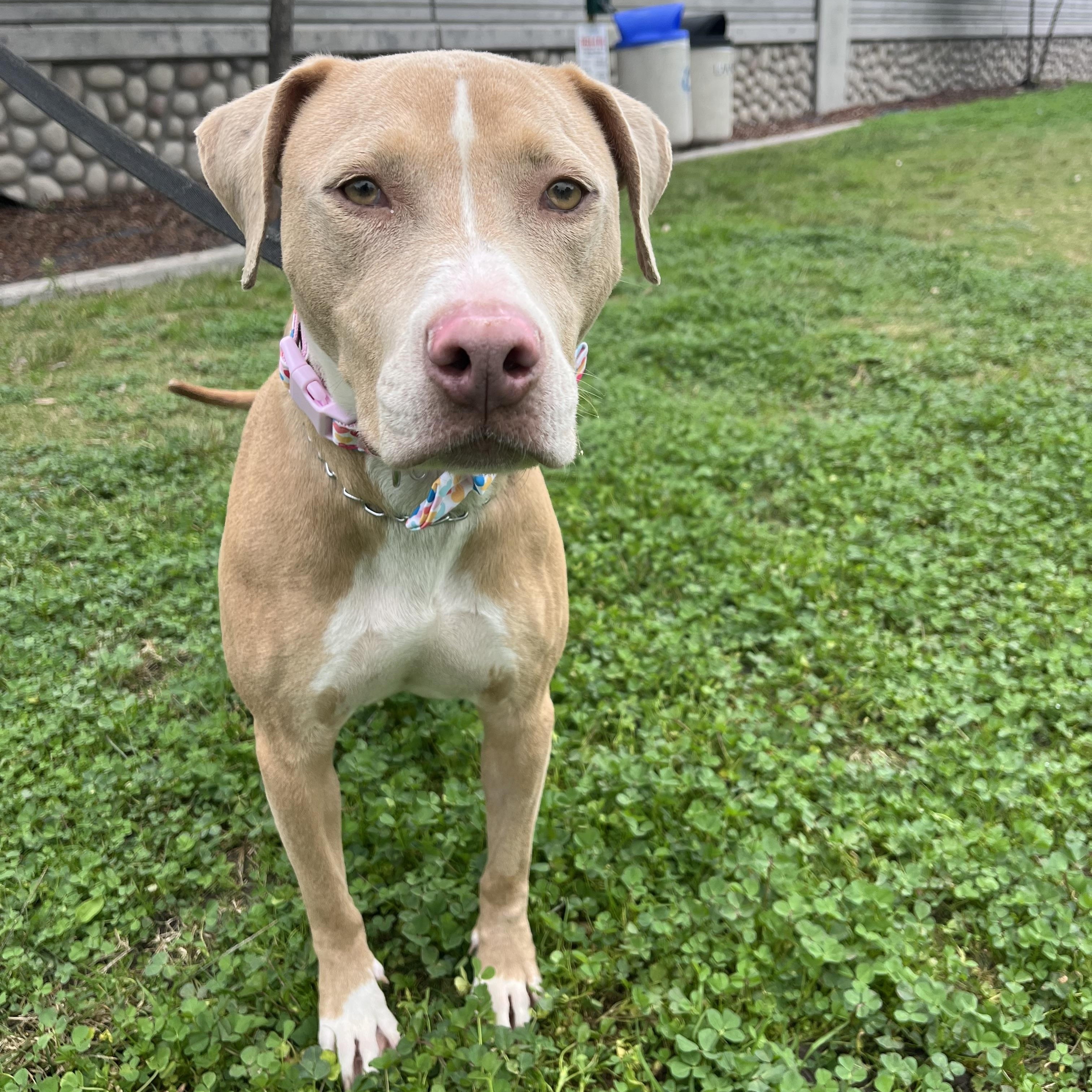 Enlarge Twiggy , a ADOPTABLE Pit Bull Terrier in Poway, CA image 1/5