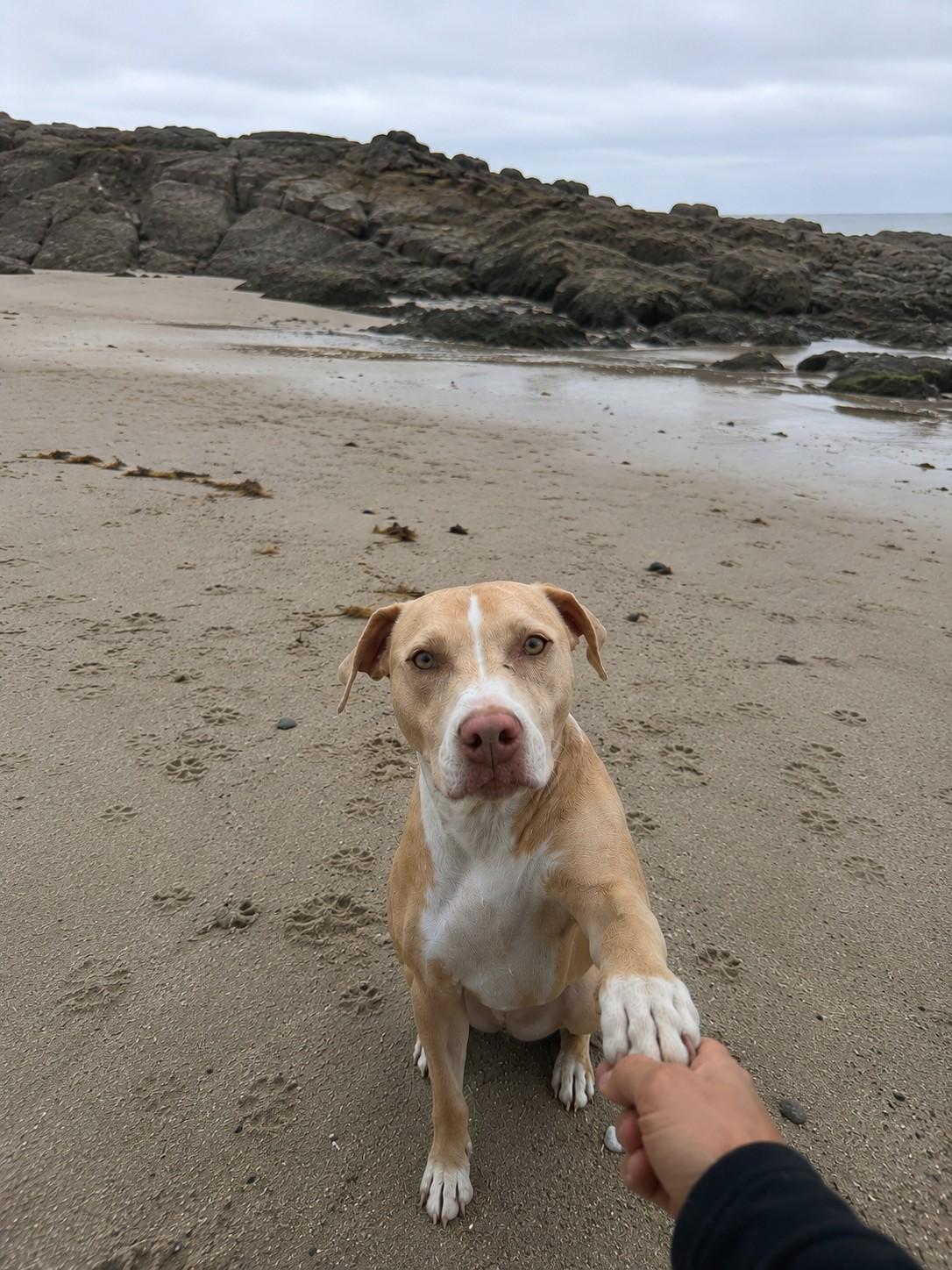Coco, a ADOPTABLE mixed breed in Poway, CA image 1/3