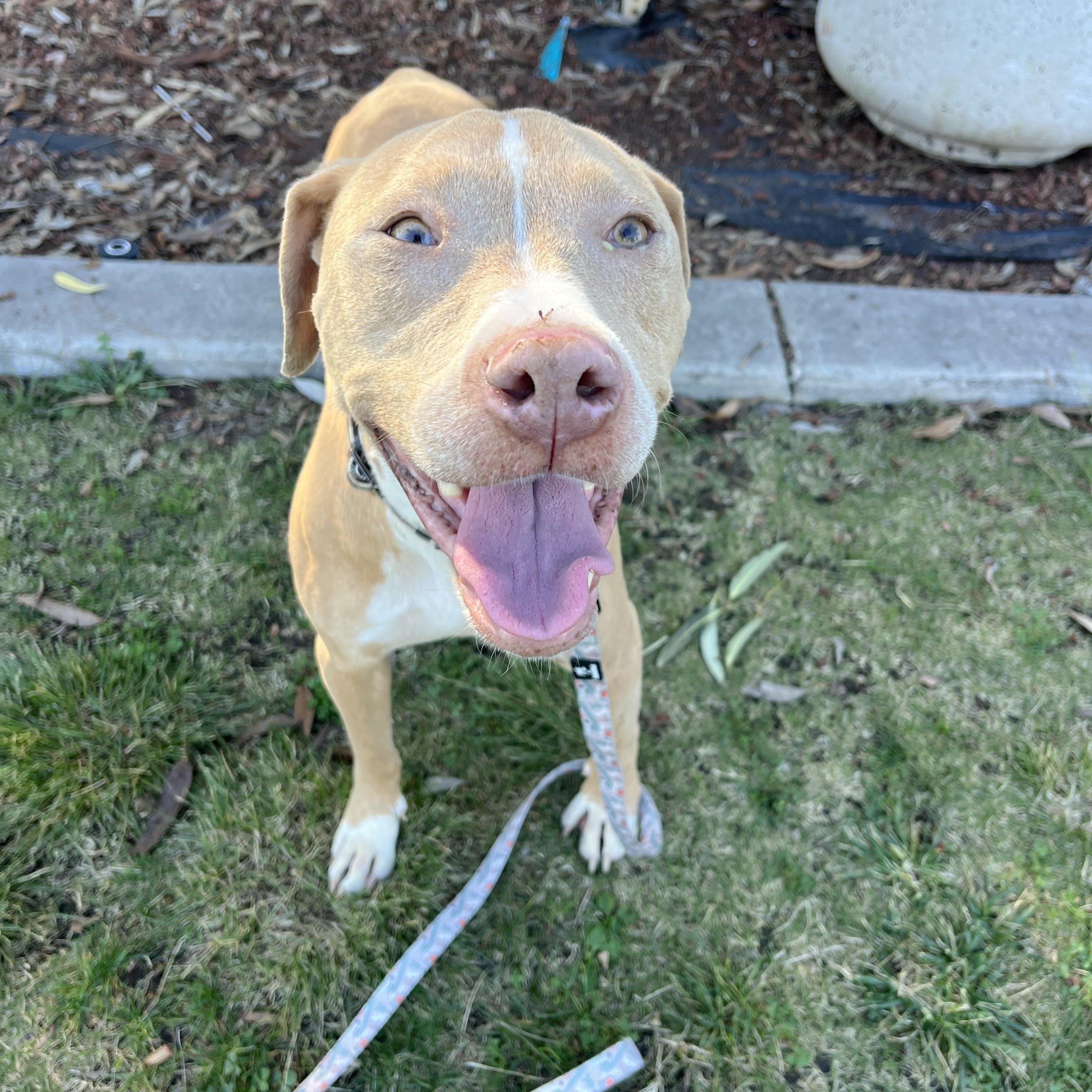 Enlarge Twiggy , a ADOPTABLE Pit Bull Terrier in Poway, CA image 1/2
