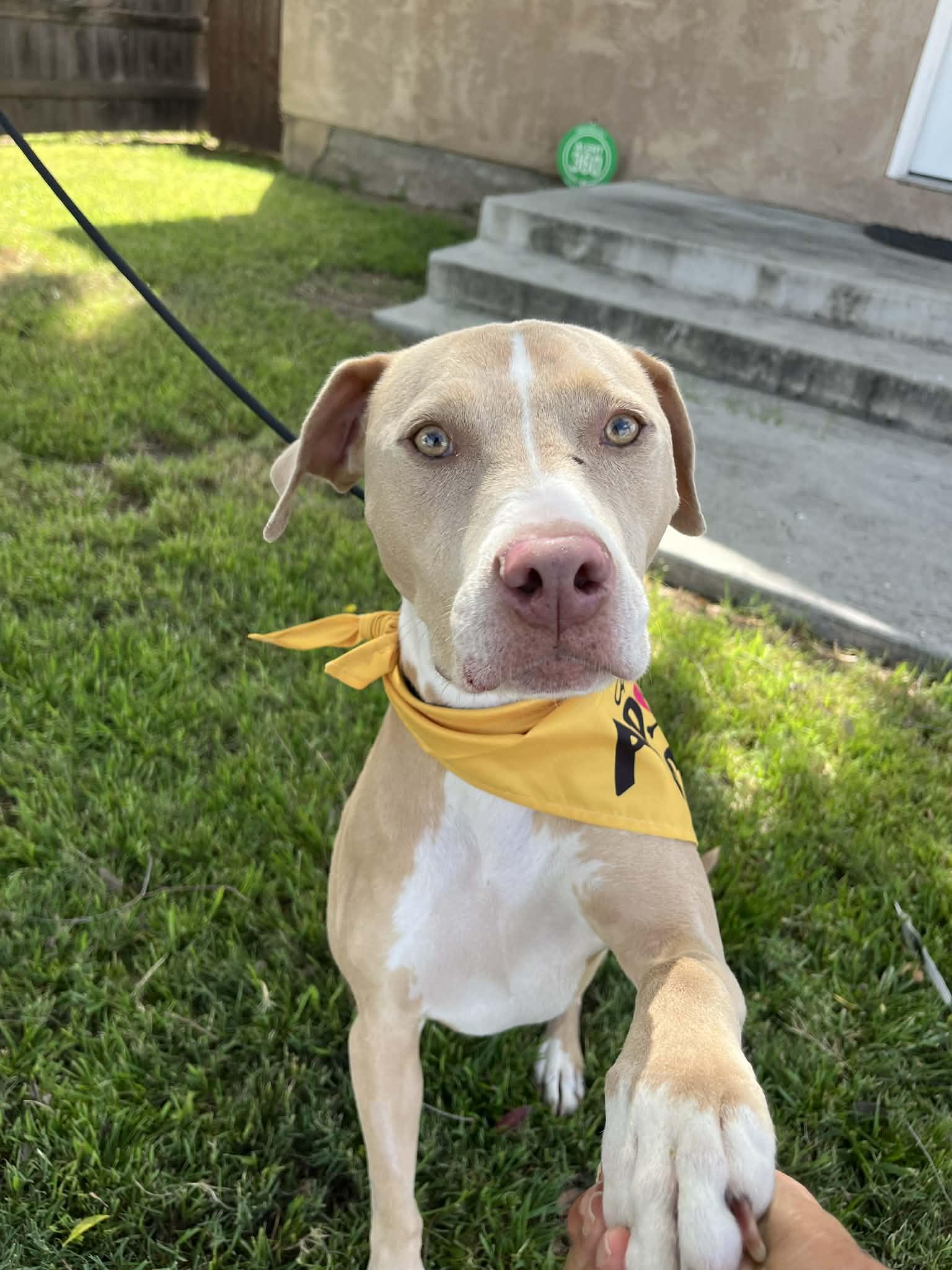 Enlarge Twiggy (Coco), a ADOPTABLE mixed breed in Poway, CA image 1/3