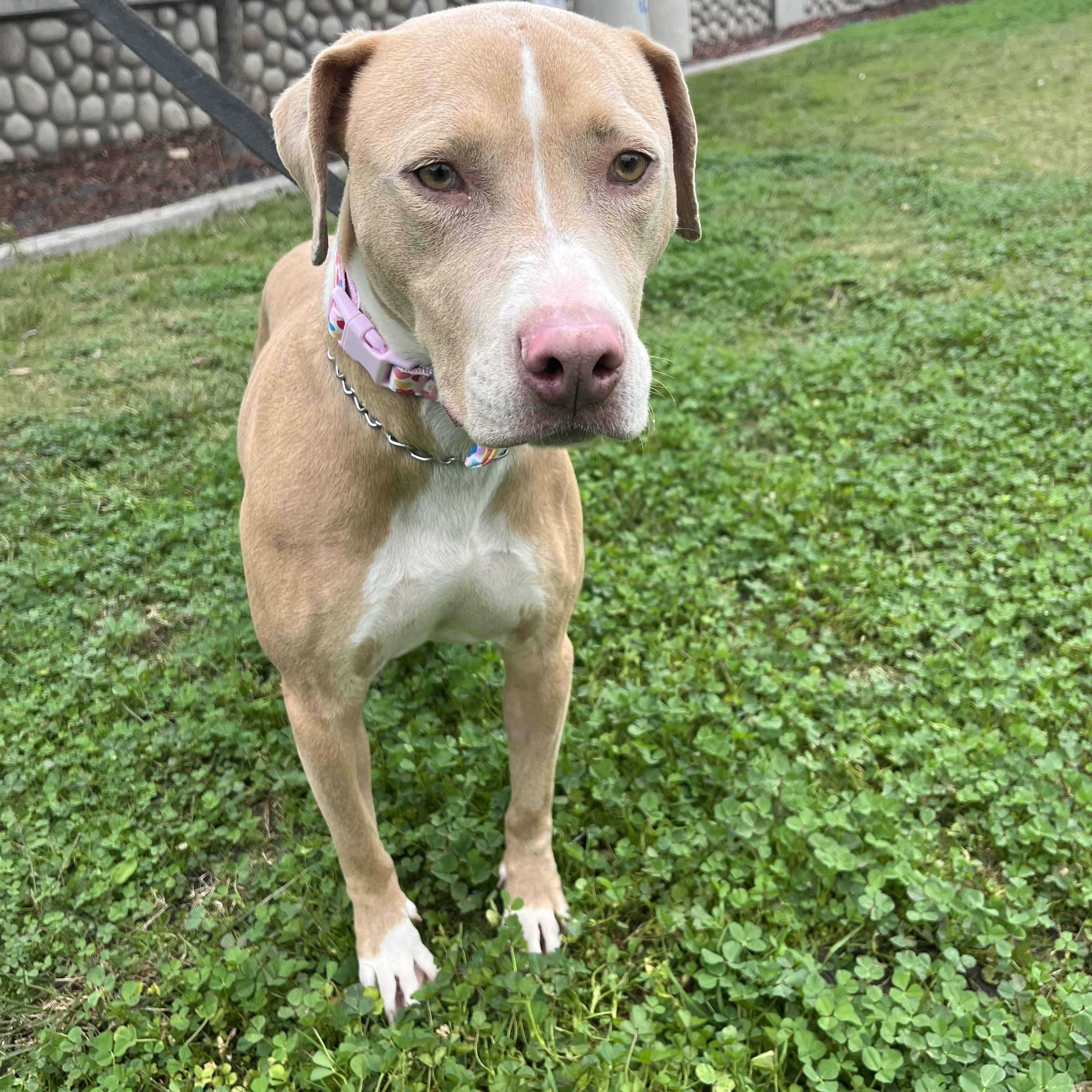 Enlarge Twiggy , a ADOPTABLE Pit Bull Terrier in Poway, CA image 2/5