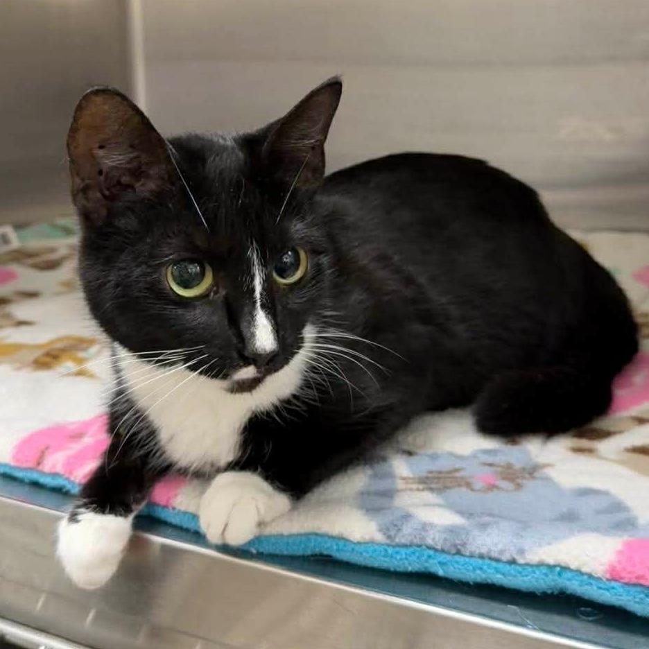 Mira, Adoptable, Adult Female Domestic Short Hair.