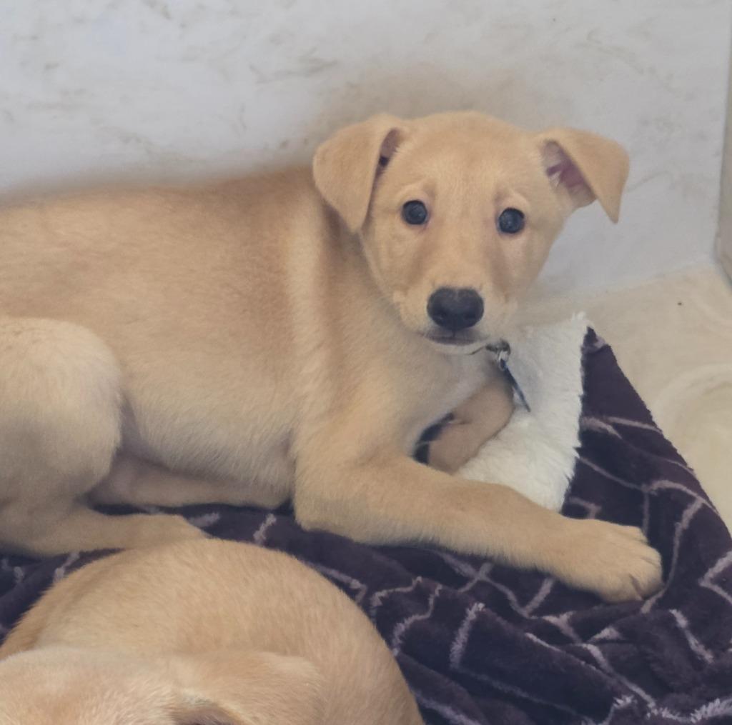 Beyonce, Adoptable, Puppy Female Doberman Pinscher & Labrador Retriever.