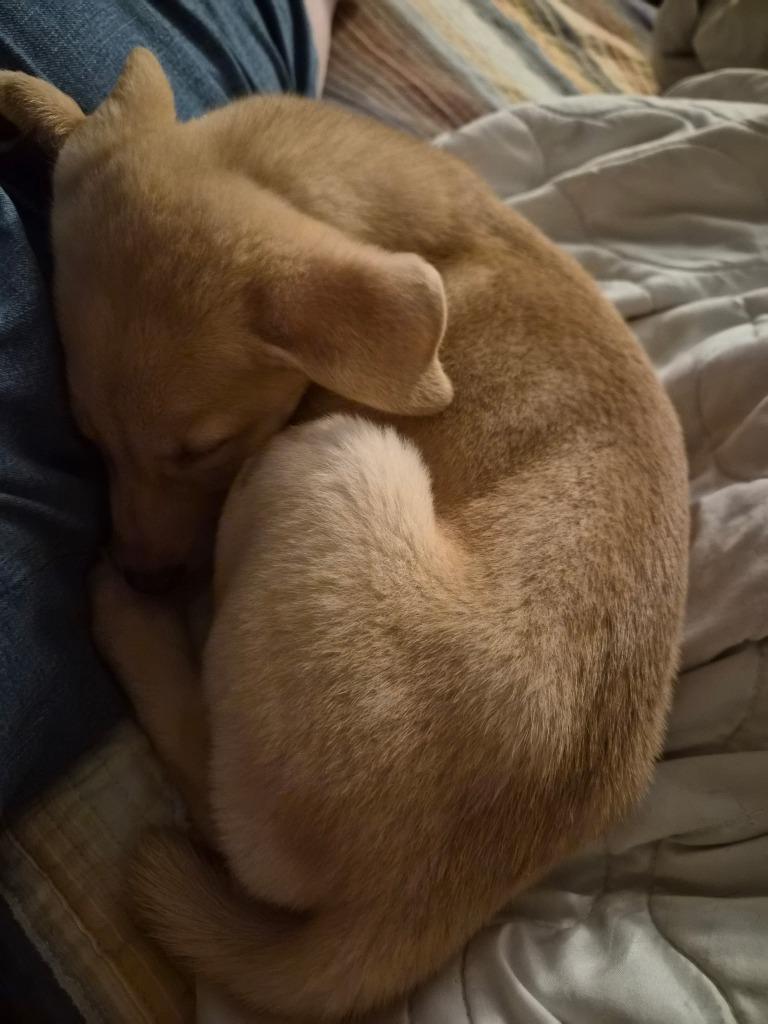 Beyonce, a Adoptable mixed breed in Columbia, IL image 2/6
