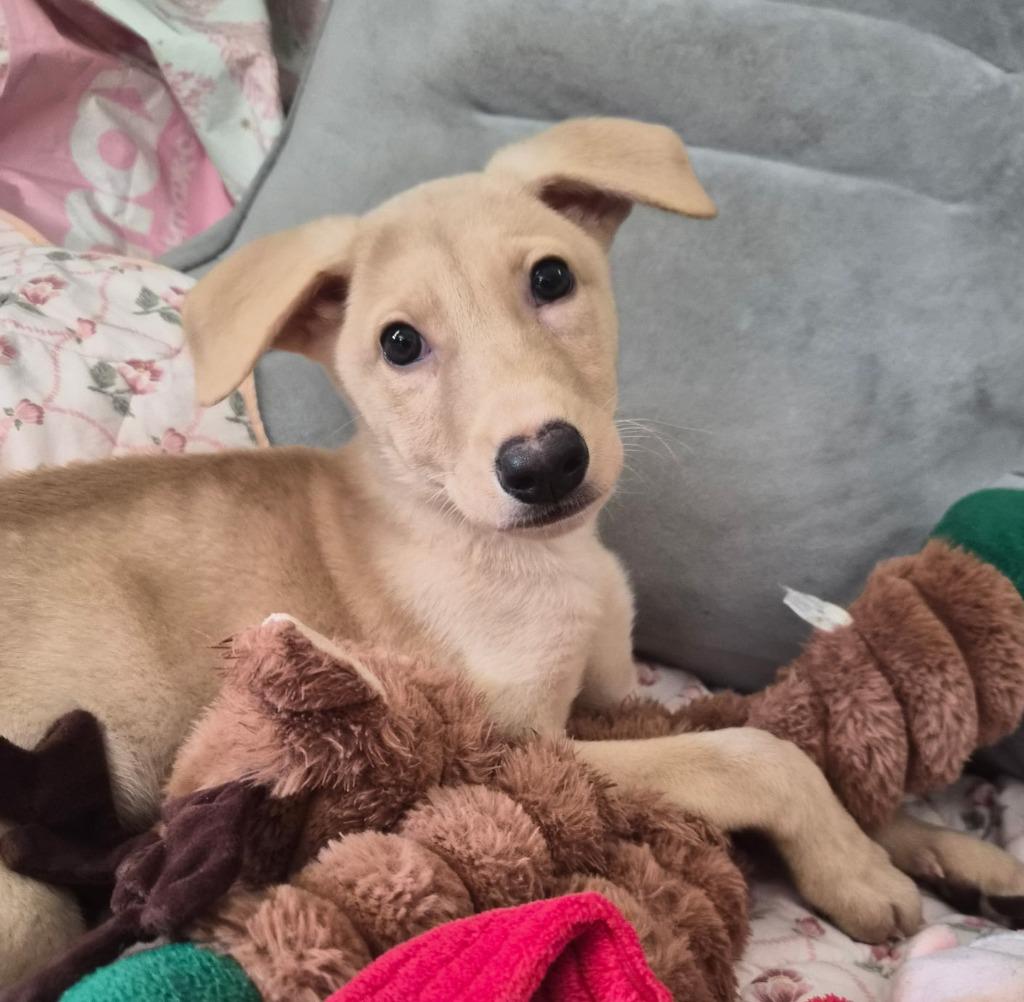 Beyonce, a Adoptable mixed breed in Columbia, IL image 3/6