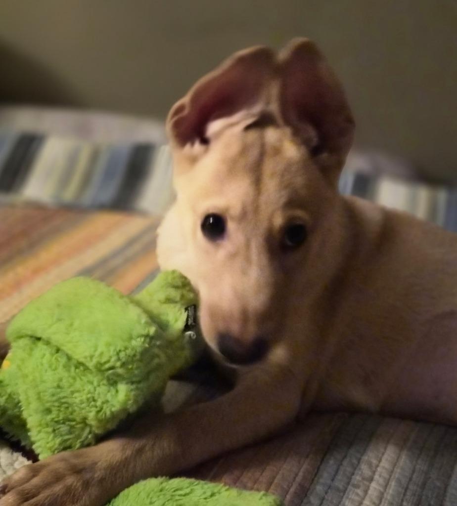 Beyonce, a Adoptable mixed breed in Columbia, IL image 4/6